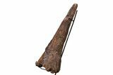 Fossil Triceratops Brow Horn - Montana #206508-3